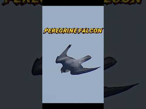 B-2 Spirit vs Peregrine falcon#trending#animals#b2spirit#viral#peregrinefalcon#falcon#youtubeshorts