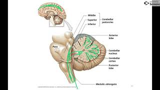 Cerebellum And Brain Stem (New)