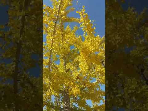 Obra nº 16 “Big Ginkgo Tree” [Maimemo 2022] “Encantando com imagens” Categoria de vídeo sem cortes