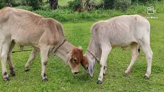 Pag Sabayin Natin Ang 2 Livestock. Tiyak Magiging Mabilis ang Revenue