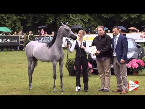 3rd place N.114 AJ EMANA - Bruges 2015 International - Yearling Fillies Championship (Class 118)