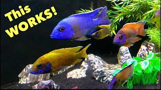 CRYSTAL CLEAR Aquarium Water is EASY with these 5 Tips!