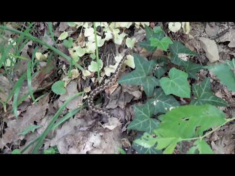 Poskok - Ne diram te, ne diraj me!