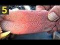 5 MOST WEIRD Animal Tongues
