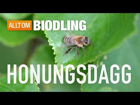 Honungsdagg - Skogshonung - Honung