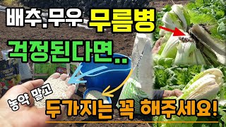 김장 배추.무우 무름병이 걱정된다면 농약말고 심기전 두가지는 꼭 해주세요 병해충없이 폭풍성장합니다 배추무우심…