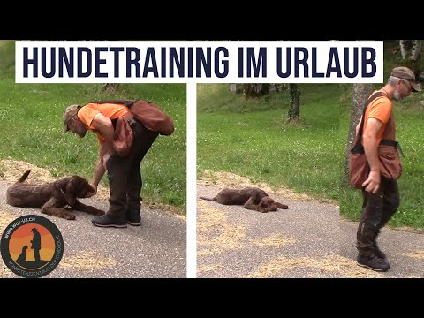Fuss, Sitz, Platz, Apport und Spiel mit dem Hund motiviert aufgebaut. | Hundeschule U.B.