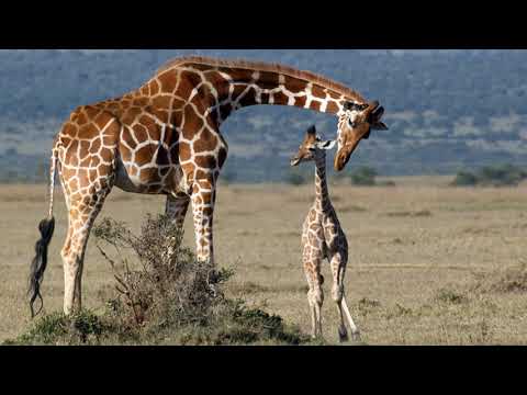 ISE I  Giraffes. Listening TRINITY B1, task 1.