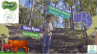ForestVR – Agroforestry: The Ryan Farm – Silvopasture  |  QLD