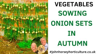 PLANT ONION SETS IN AUTUMN: EXPERT TIPS FOR A BOUNTIFUL EARLY SPRING CROP