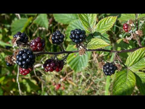 Stark-Images - Photography video.