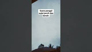 Download lagu suara panggil walet jernih dan bersih mp3