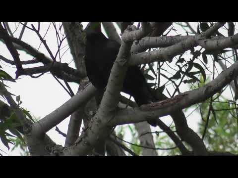 American Wildlife --- clever & resourceful American Crow imitates a woodpecker... & gets a reward!