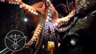 The Octopus Song