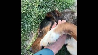 Video preview image #1 Mutt Puppy For Sale in Emmett, ID, USA