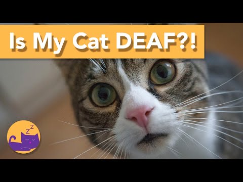 How to Care for a Deaf Cat - TOP CARE TIPS