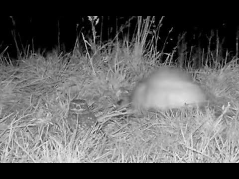 (Full Visit!) A Little Owl Makes a Surprise Appearance on the #RoyalCam - NZ DoC | Cornell Lab