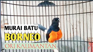 Download lagu ASLI bikin EMOSI Murai BORNEO Lokal KALIMANTAN mp3 Download lagu ASLI bikin EMOSI Murai BORNEO Lokal KALIMANTAN mp3