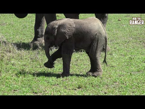 Beautiful Sight: African Elephant Herd With A Tiny Calf (Introduced By Maureen Spears)