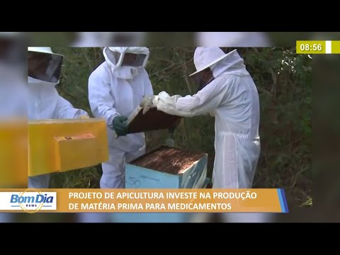 Projeto de apicultura investe na produção de matéria prima para medicamentos 28 07 2021