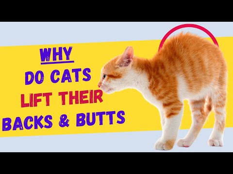 Why Do Cats Lift Their Backs & Butts When You Pet Them?