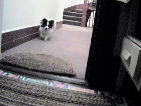 Skellington III: spinmeister