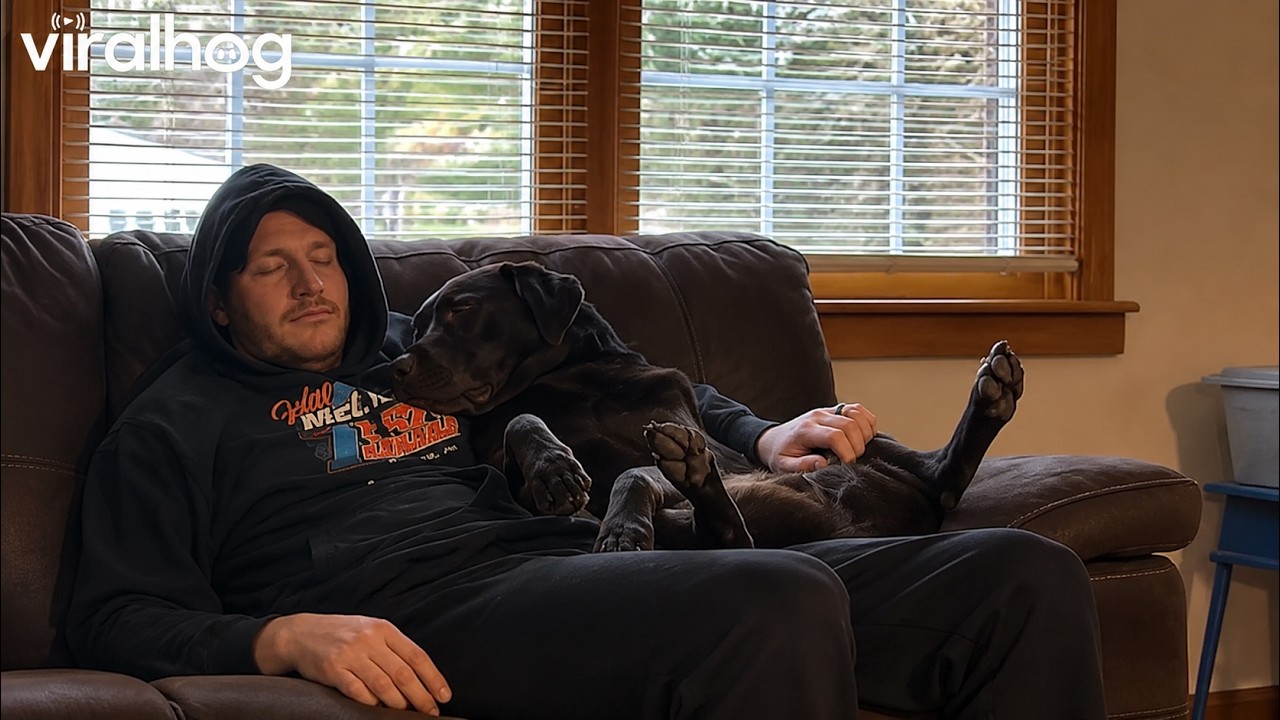 Dog Trying to Get Dad's Attention || ViralHog