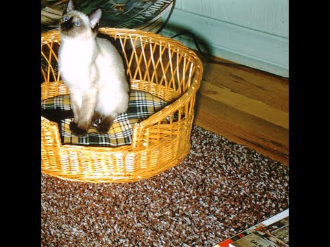 ataquemos - premio castigo (Full)