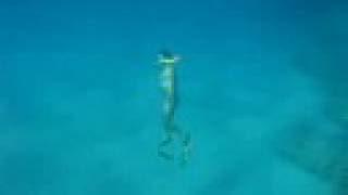 preview picture of video 'Corfu_2008_free_diving'