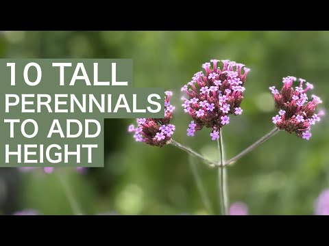 10 Tall Perennials For Height In Your Cottage Garden!