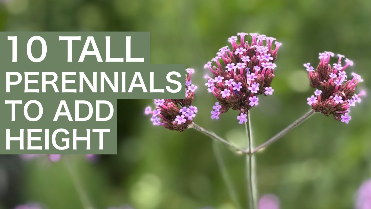 10 Tall Perennials For Height In Your Cottage Garden!