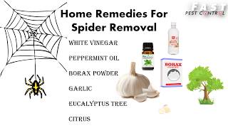 Natural Ways to Keep Spiders Away from Home | Make DIY Spider Repellent Spray  - 2021