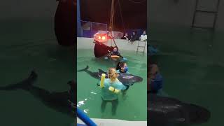 Golfinho é levado a Florianópolis para tratamento