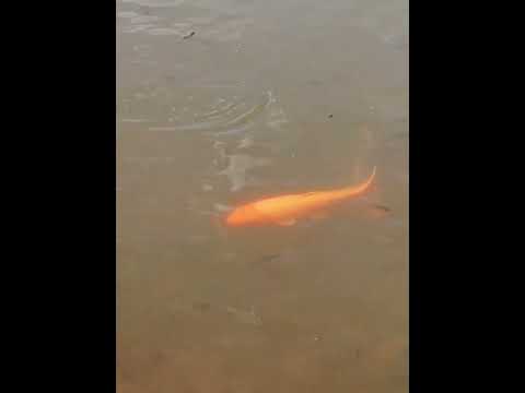 Parque Ecológico de Céu Azul PR