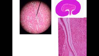 Part 3 Revision Histological Slides
