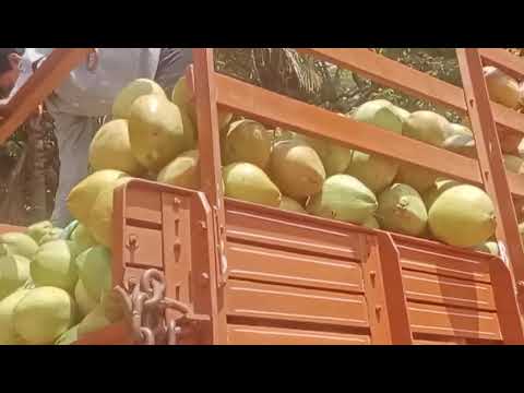 Whole A Grade Kolkata Fresh Tender Coconut