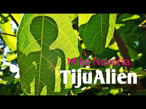 #3781 E-1114 Tertulia sobre OVNIS desde Tijuana con Mike 👽😎 #livestream #news #video