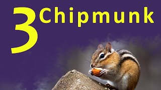 Chipmunk | Squirrel | Sciuridae family