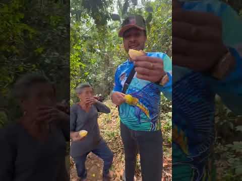 Encontramos NARANJAS de monte mejor conocidas como cajeles en la sierra de Atoyac Guerrero