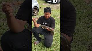 Download lagu ikan haruan #shorts mp3