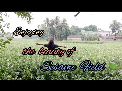 Enjoying the beauty of Sesame Field 🍃 | তিল ক্ষেত | Explore with Sudipta #nature #peace #village