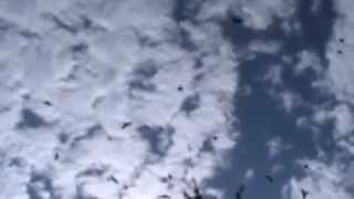 "At The End Of Feet The Blackbird Walks" read by Charles Bukowski