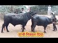 Buffalo Meeting Buffalo Meeting Video Buffalo Animals Bull Fyp Foryou