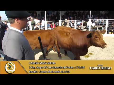 28-06-18 Venta de Vaquillonas y Terneras Angus P.P. - Cabaña Santa Sergia - Baudrix