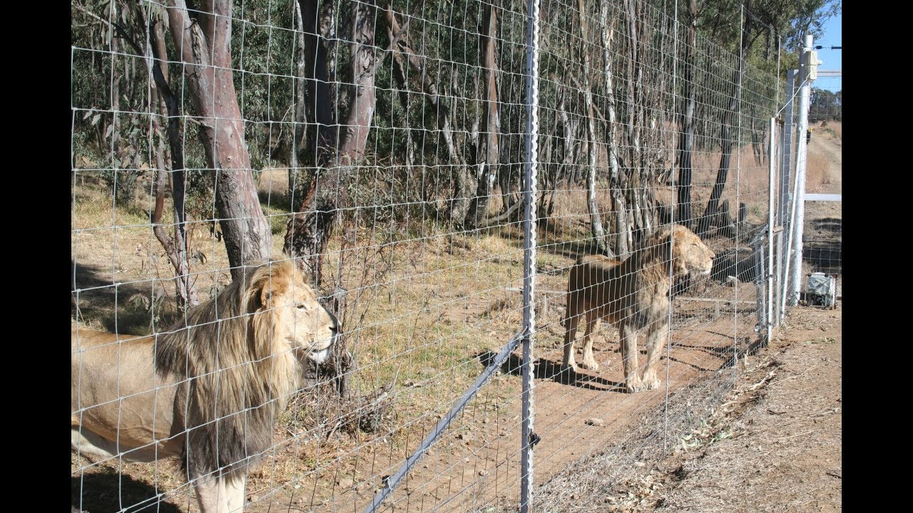 What is Canned Hunting? | Blood Lions®