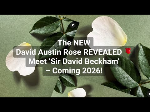 Sir David Beckham Rose Review | David Austin Roses 2026 Preview 🌹