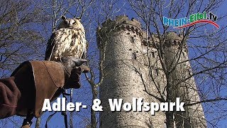 preview picture of video 'Adler- und Wolfspark | Rhein-Eifel.TV'