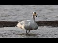 whooper swans