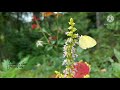 Shalabhamayi Uyaruvan Kalimannu Status Video Malayalam Trending Nature Shreyaghoshal