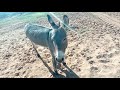 Upset Donkey